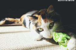 猫咪咬着玩具叫怎么办