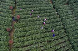 安吉县茶叶种植面积