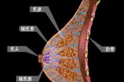 乳腺囊肿可以喝红牛吗