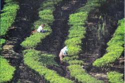 大理茶叶交易市场