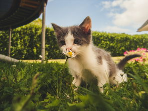 猫的超婴儿能力，深度探索猫的独特天赋